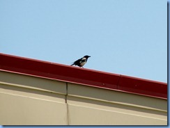 9269 Alberta Calgary - magpies 9269 Alberta Calgary - magpies