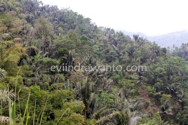 arenga pinnata the source of palm sugar arenga pinnata the source of palm sugar