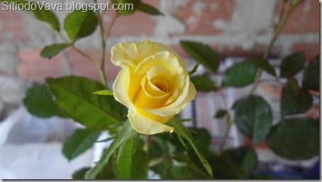 Rosa amarela Rosa amarela