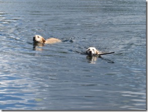 IMG_1178 IMG_1178