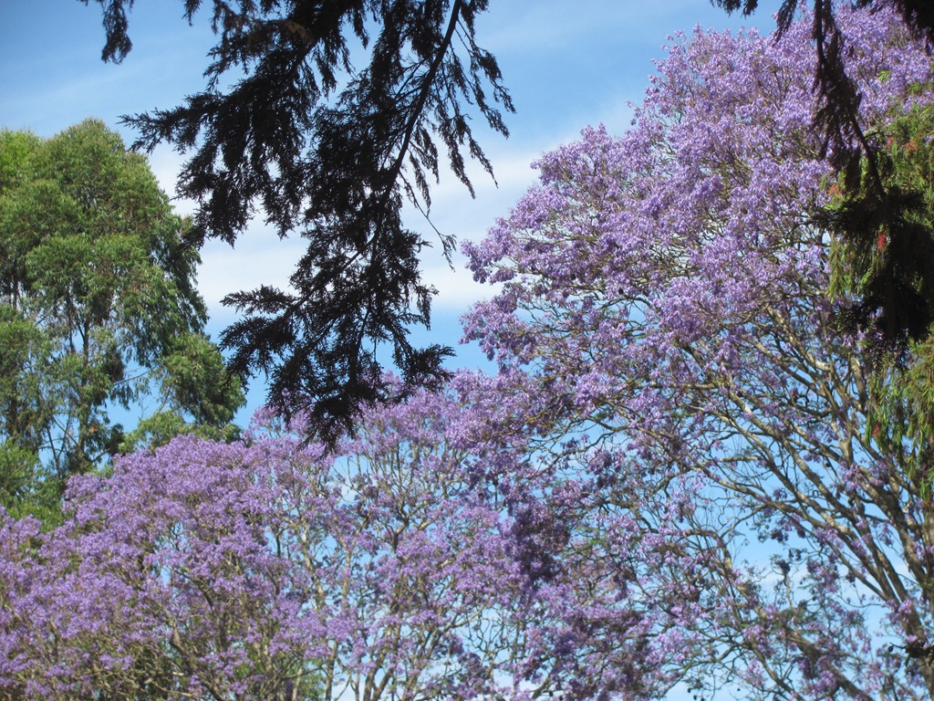 [purple-trees6.jpg]