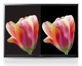 tulip