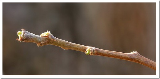 111210_Planting-Ginkgo-Majestic-Butterflies_003