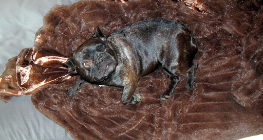 BATH TIME!!!  Take Sharkey instead - Please, for the love of DOG!!!