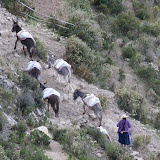 What the island lacks in cars it makes up for with donkeys