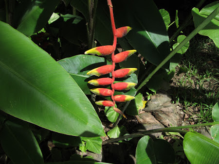 St. Lucia: Banana blossoms