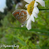 Lycaenidae%25252c%252520aricia%252520agestis%25252c%252520brown%252520argus
