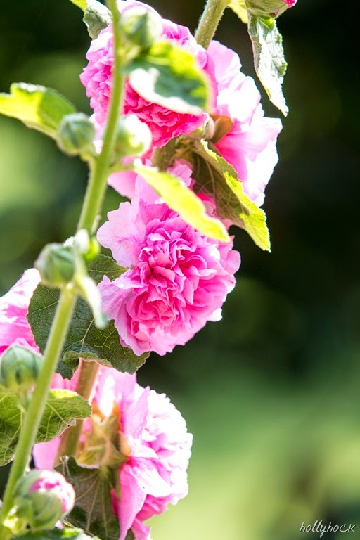 [IMG_0945%255B13%255D.jpg]