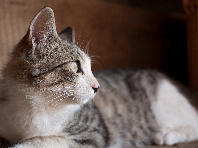 [cat%255B5%255D.jpg]