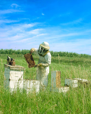 Photo Courtesy:  http://www.abuzzaboutbees.com/