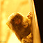 Pygmy marmoset