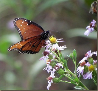 butterfly at Corkscrew Swamp
