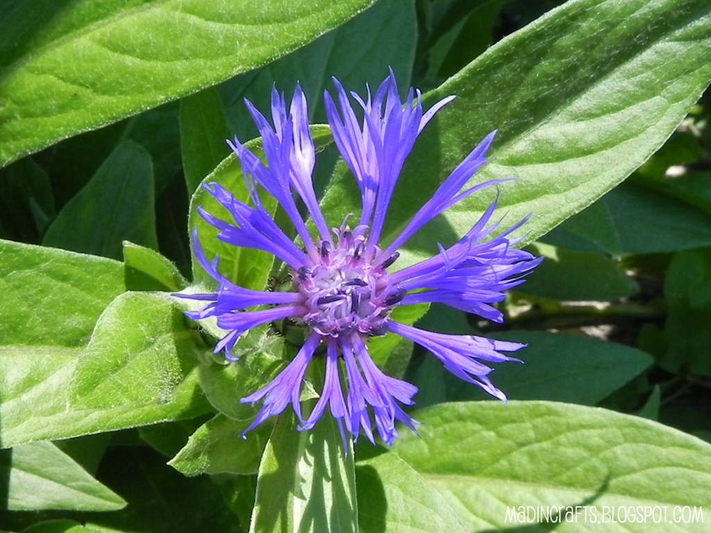 [blue-flower8.jpg]