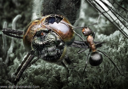 formigas inacreditaveis incriveis desbaratinando (17) formigas inacreditaveis incriveis desbaratinando (17)