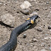 Natrix%252520natrix%25252c%252520idjevan%25252c%2525202012.05.15%252520%25252804%252529%2525201