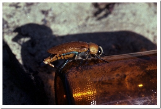 Kumbang jewel jantan yang mencoba mengawini botol bir 