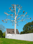Waiting it's turn to leaf out, a pollarded Sycamore, looking for all the world like a folk art creation from the nearby Abbey Aldrich Rockefeller Folk Art Museum.