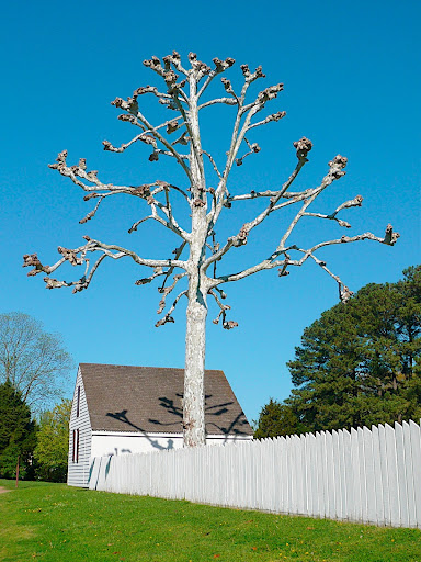 Waiting it's turn to leaf out, a pollarded Sycamore, looking for all the world like a folk art creation from the nearby Abbey Aldrich Rockefeller Folk Art Museum.