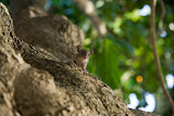 Mouse - Turtle Island, Malaysia