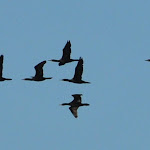 DSC_9894.JPG