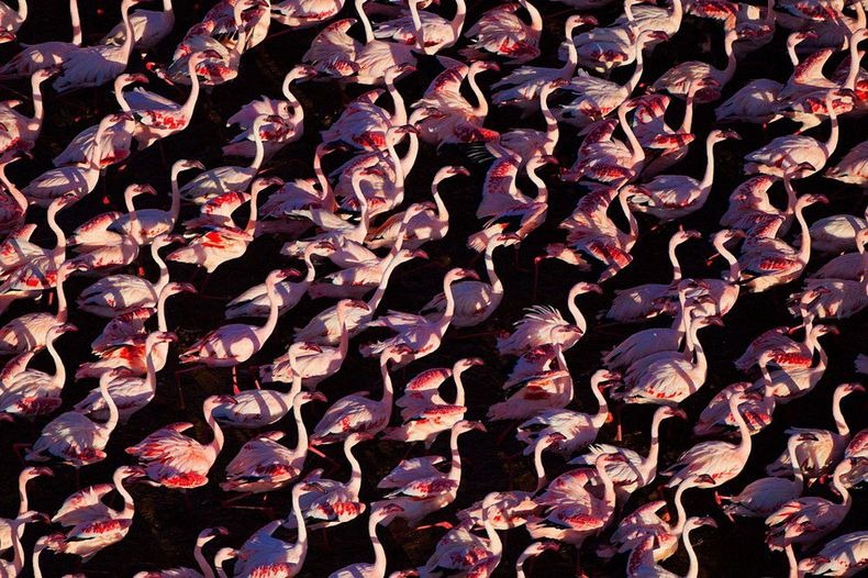 اكبر مجمع للطيور «بحيرة ناكورو» Lake-nakuru-flamingos-2%25255B6%25255D