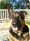 Icon, from Acton, California. A rescue group saved Icon when his time was up at a local shelter. This 4 yr old is now one happy (and house-trained) dawg! The only thing missing is a family to call his own!