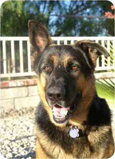 Icon, from Acton, California. A rescue group saved Icon when his time was up at a local shelter. This 4 yr old is now one happy (and house-trained) dawg! The only thing missing is a family to call his own!