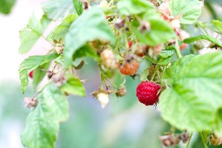 9.6.12 - raspberry