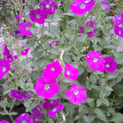 View album