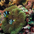 Anemone fish (Bangka Island)