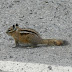 Chipmunk.dscn2809
