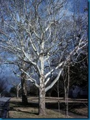 planetree sycamore