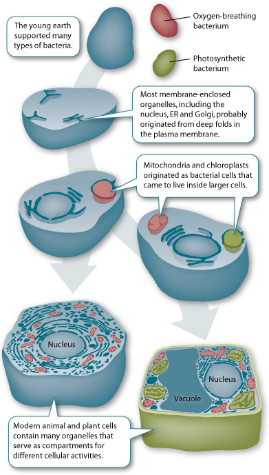 Endosymbiont theory