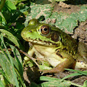 Green frog