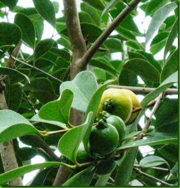 Psidium longifolium