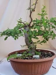 [biancospino_bonsai2%255B4%255D.jpg]