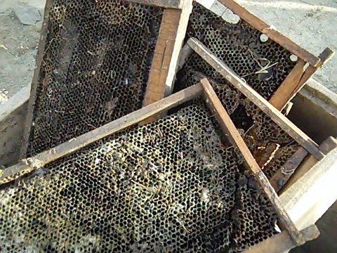 2 DAMAGE BEEHIVES 11 0 00 00-01_5192297663_l