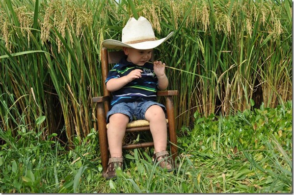 Trenton Rice Field