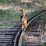 Dogs make much better time than I do on the tracks