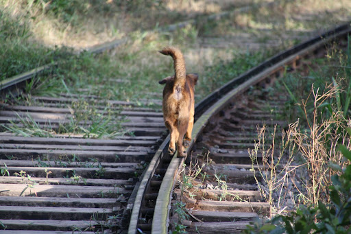 Dogs make much better time than I do on the tracks