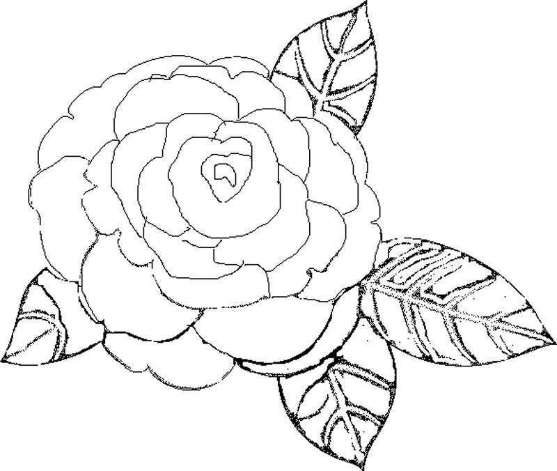 [camelia1%255B2%255D.jpg]