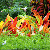 Colorful Plants At The Botanic Gardens - Roseau, Dominica