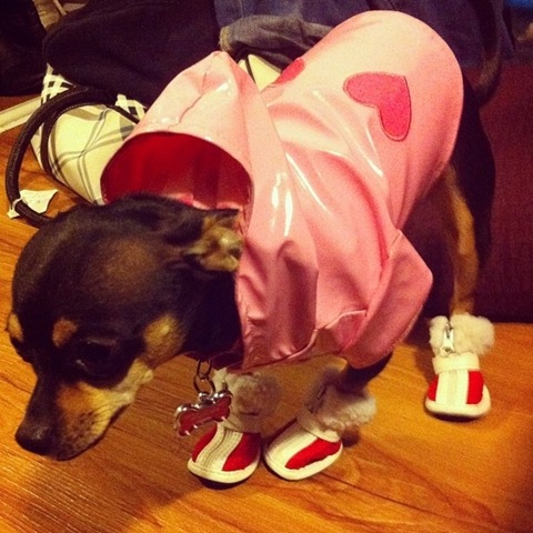 [hurricane-sandy-dogs-5%255B2%255D.jpg]