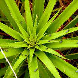 Flora
