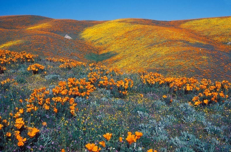 antelope-poppy-reserve-14-o