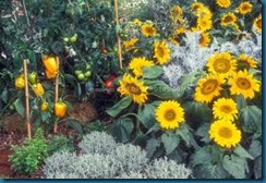 sunflowers in veggie garden