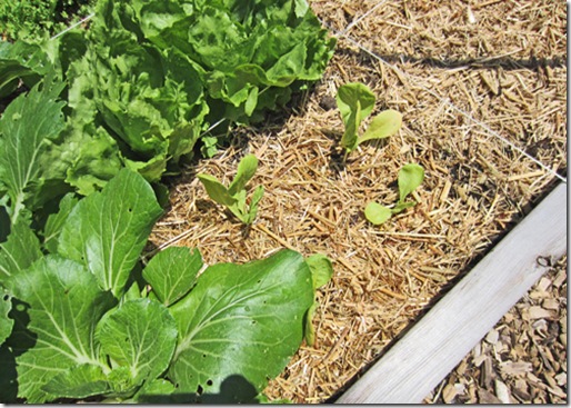 Escarole seedling started in coir