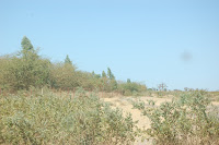 DSC_0008.JPG