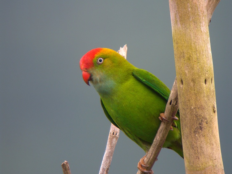 [hanging%2520parrot%2520ad%255B3%255D.jpg]