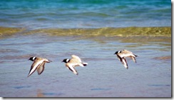 hooden plovers